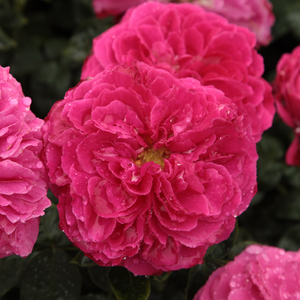 Поръчка на рози - Английски рози - розов - Pоза Аусмари - интензивен аромат - Дейвид Чарлз Хеншой Остин - Добър за група пасианс.Издръжлива срещу болести.